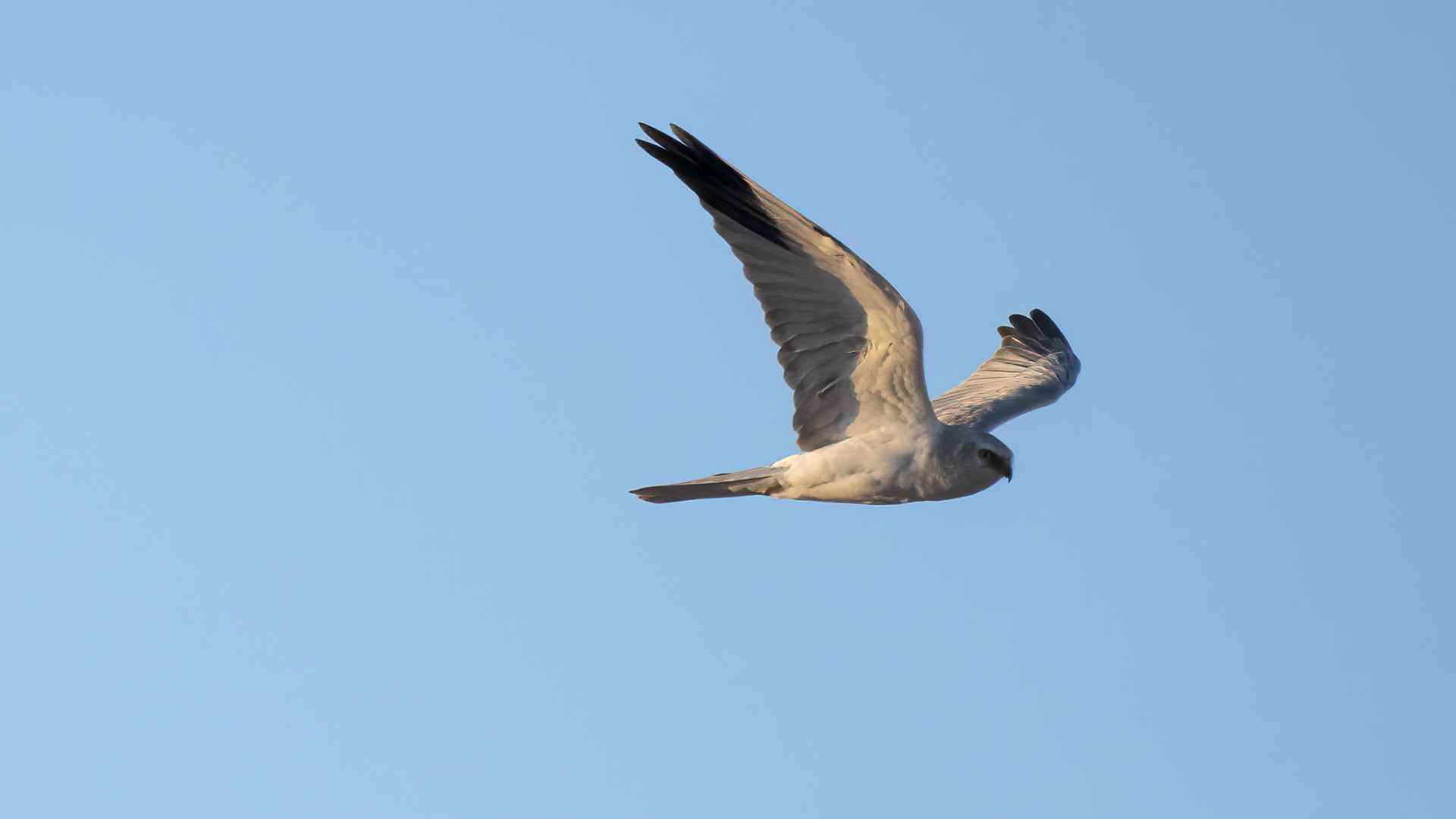 Pallid Harrier